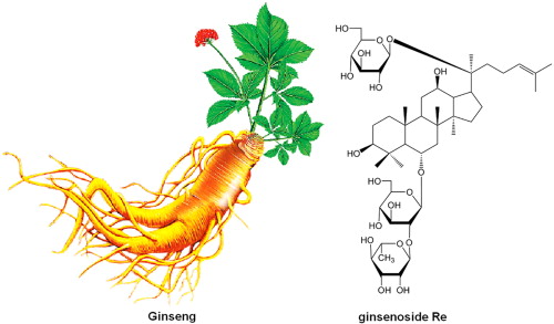 Ginsenoside Re là một trong những hoạt chất có trong nhân sâm. Một số hoạt tính sinh học điển hình của Re đã được phát hiện là có tác dụng chống bệnh tiểu đường, chất chống oxy hóa, tăng cường miễn dịch, bảo vệ thần kinh, và hoạt động điều biến tạo mạch, cải thiện khả năng học tập và trí nhớ.