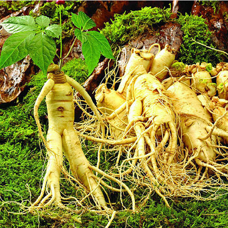 Panax Ginseng thường dùng để uống nhằm cải thiện trí nhớ, tăng cường sự tập trung, giảm nguy cơ mắc bệnh Alzheimer, tăng hiệu quả làm việc, gia tăng sức chịu đựng về mặt thể chất cho người dùng, ngăn ngừa các tổn thương về cơ bắp trong luyệt tập thể dục, thể thao...