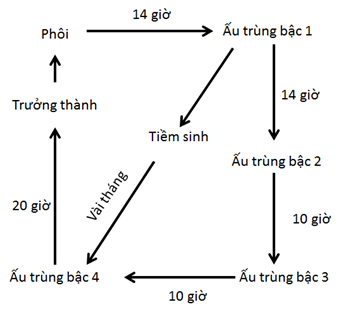 Caenorhabditis elegans – động vật mô hình trong nghiên cứu Sinh học phân tử