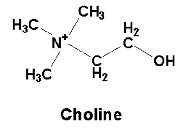 Choline