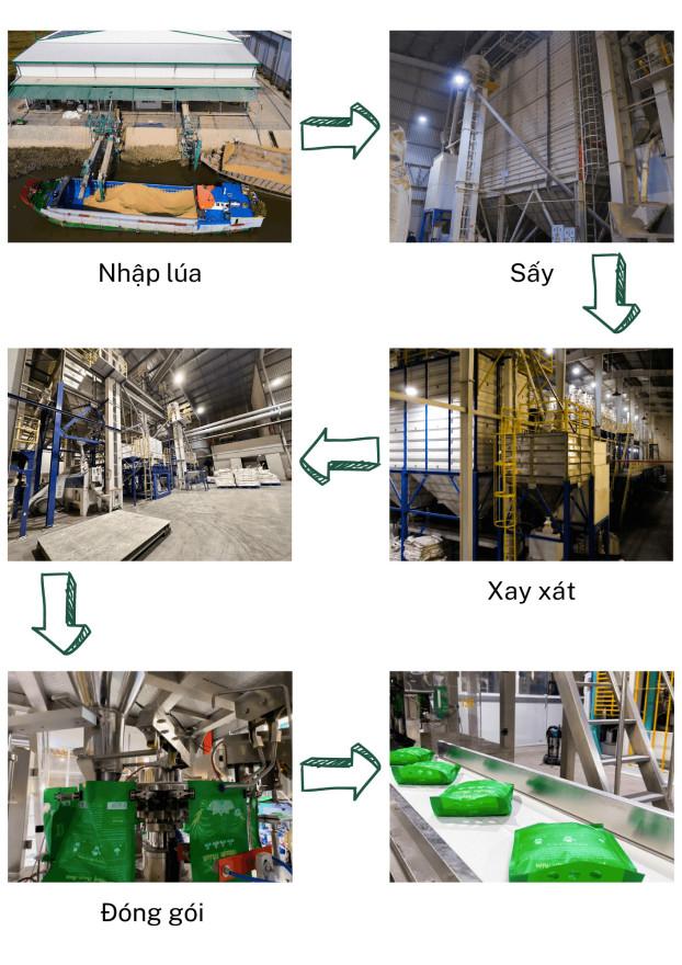 Quy trình đóng gói túi Gạo lúa vịt ST25